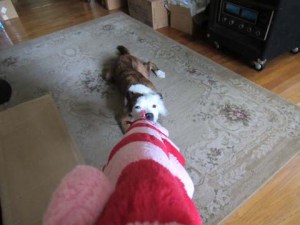 A Puppys Work IMG_2978 sml