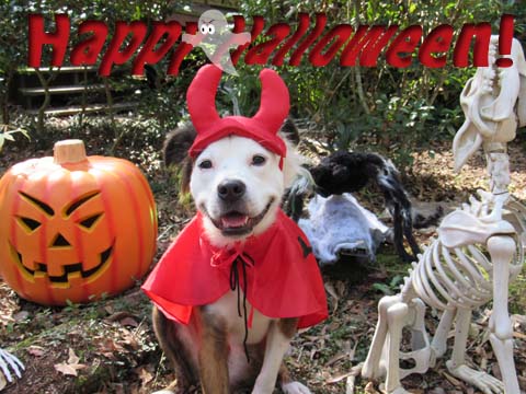 IMG_0778 sml Halloween