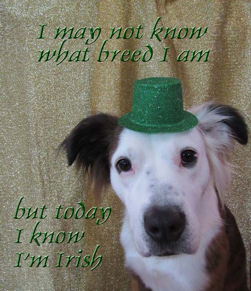 IMG_2427 sml crp txt St Pat