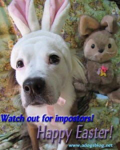 IMG_2712Easter dog poster 2019sml